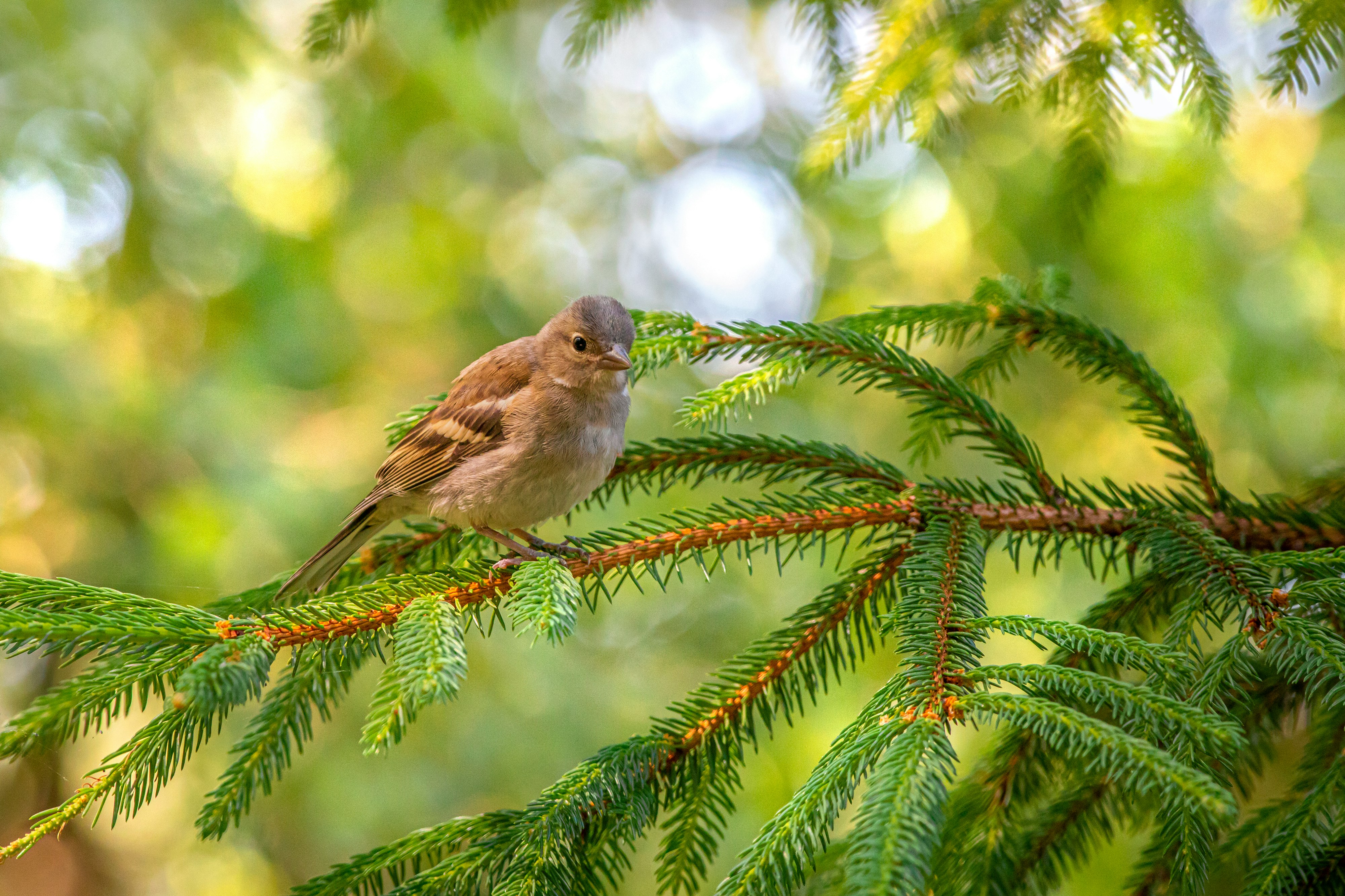 brown and white bird on tree branch during daytime